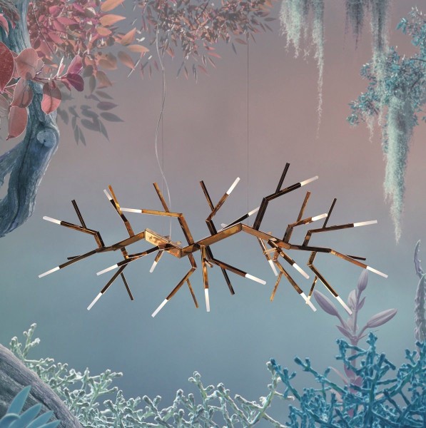 IDL Acropora